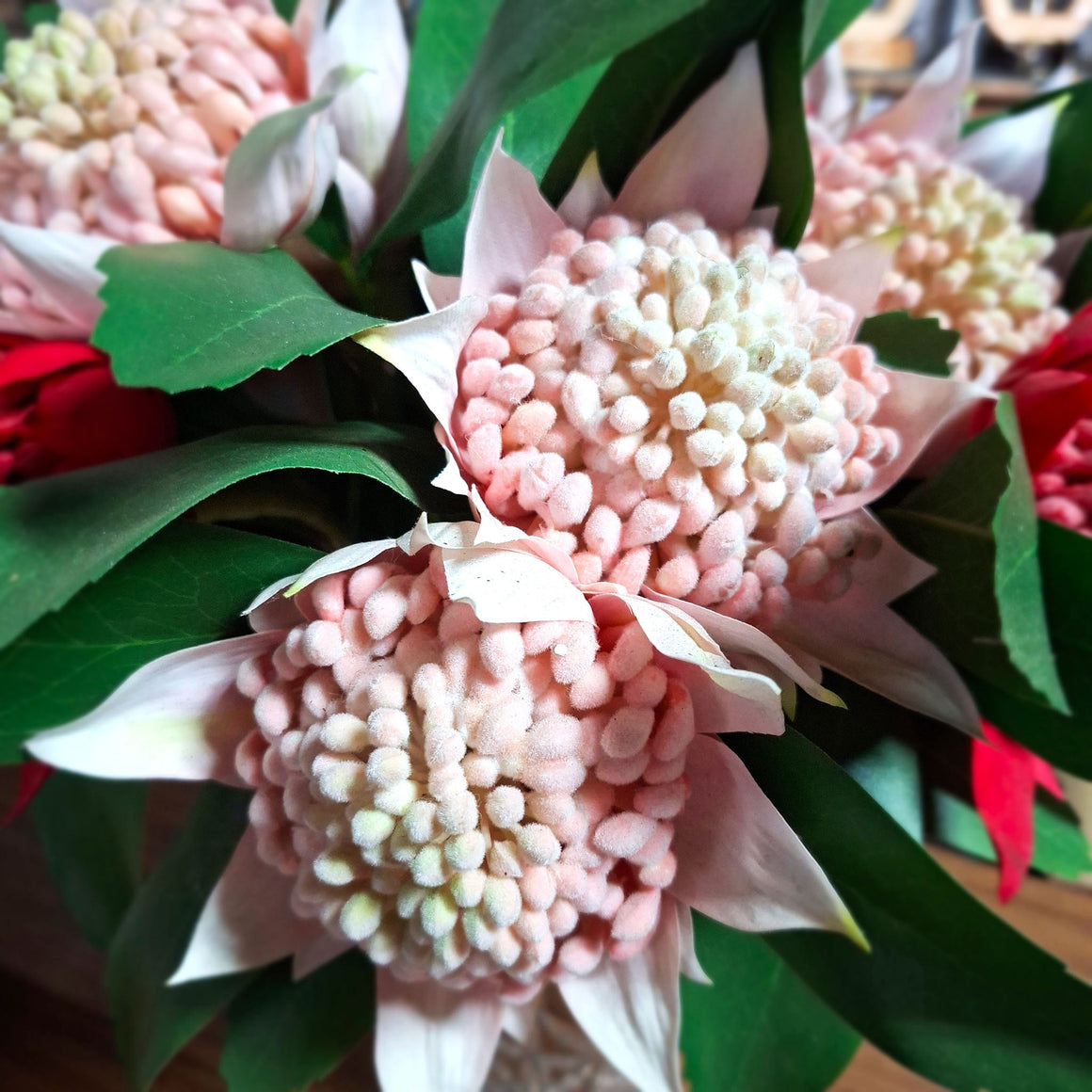 Old watering can on barren soil with Outback Harvest seed packet sitting in front. 
