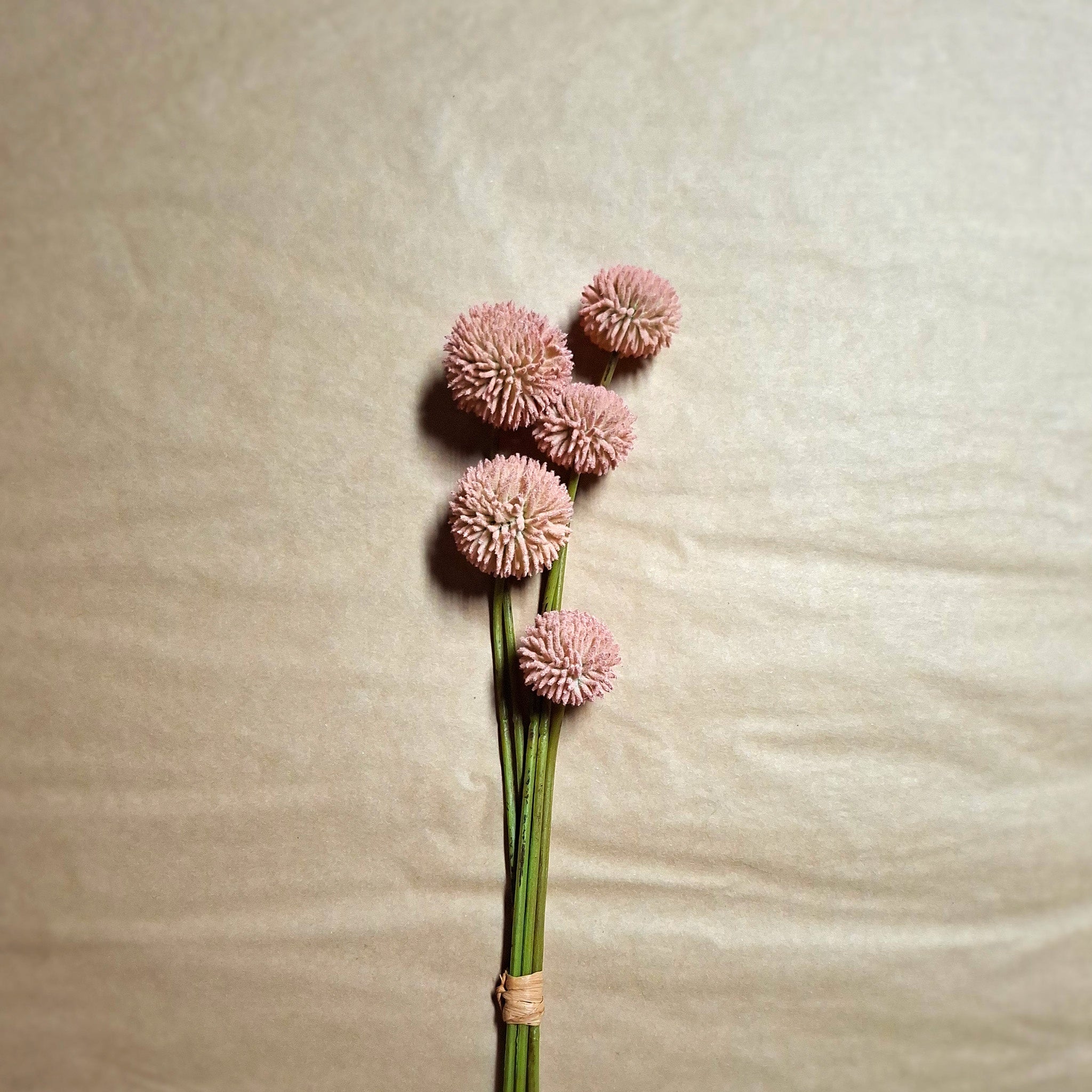 Bouquet of pink billy button flowers tied with twine on a textured beige background