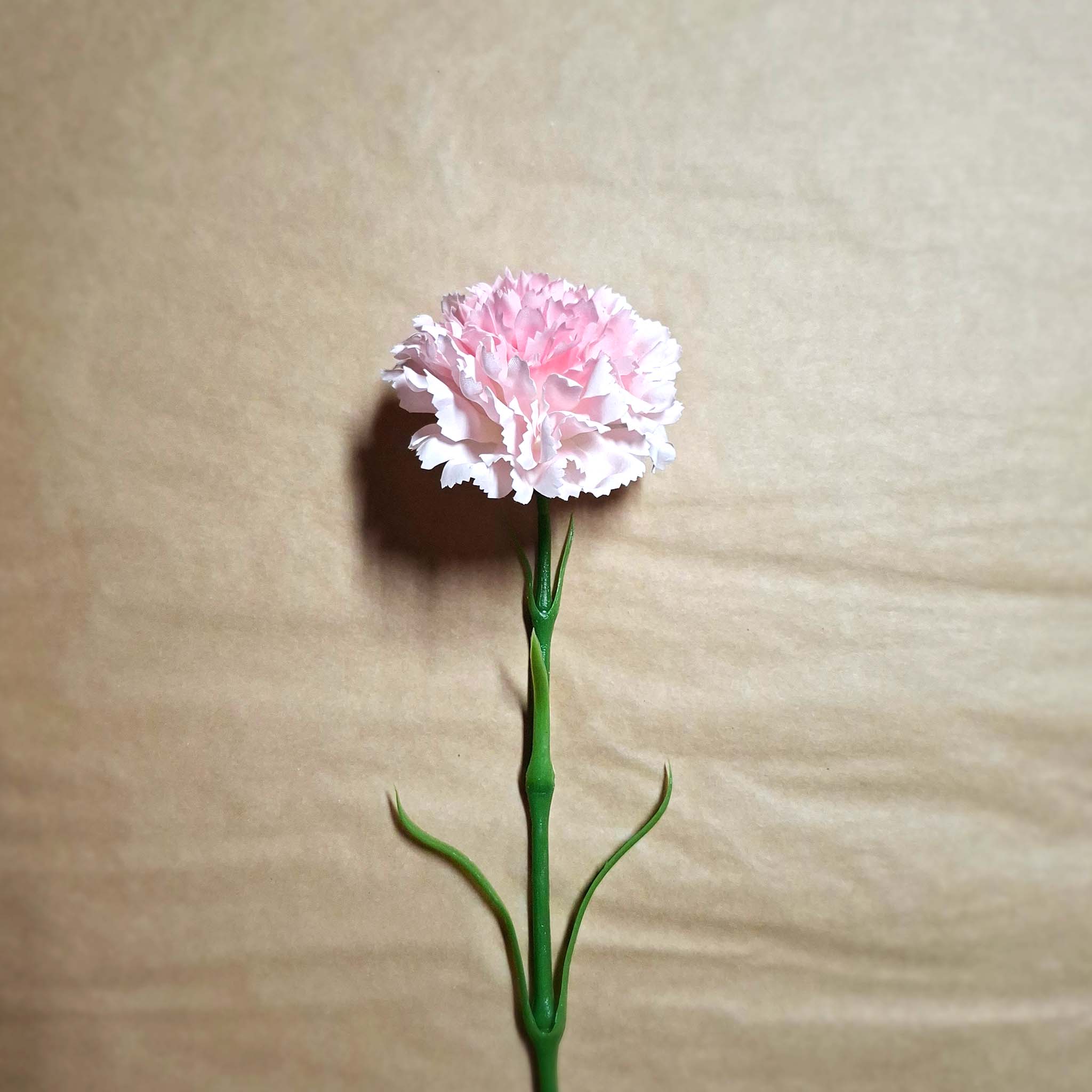 Single pink carnation on a beige background