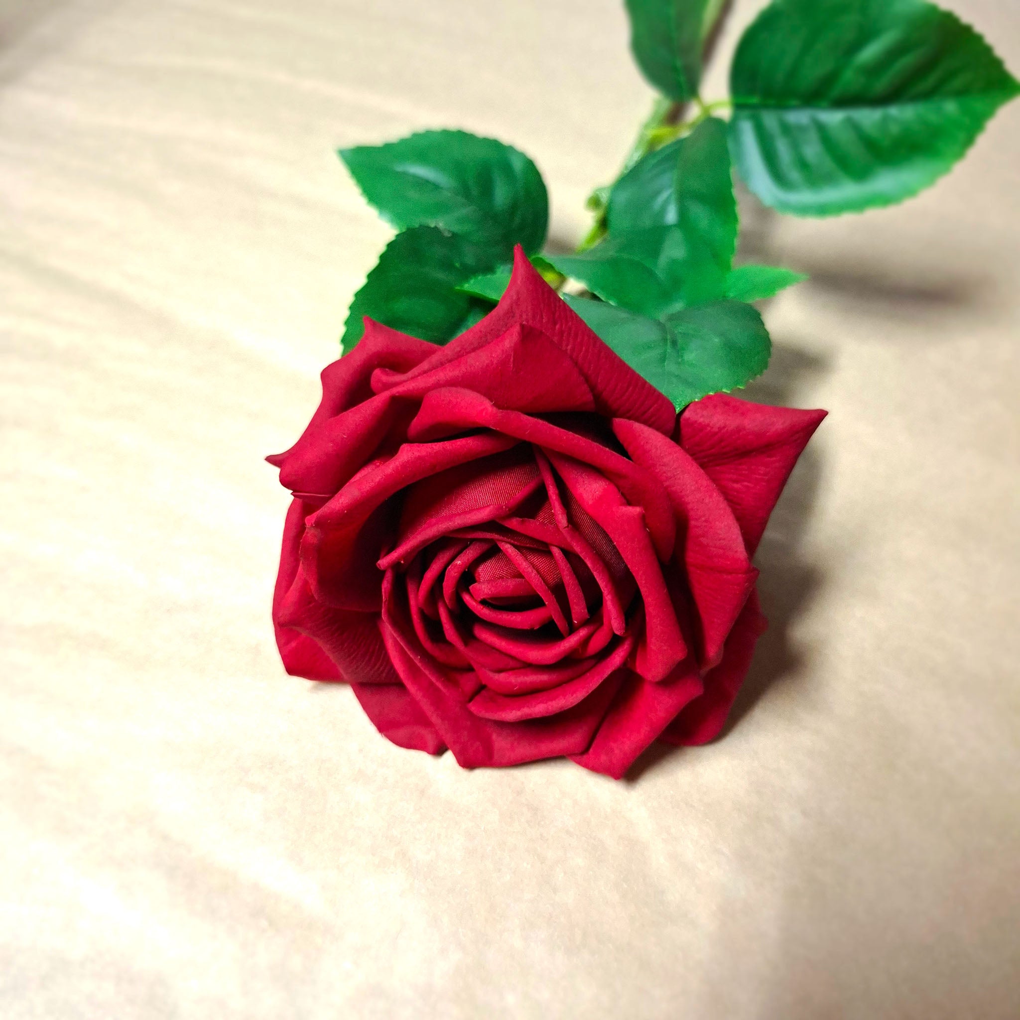 Red rose on beige background