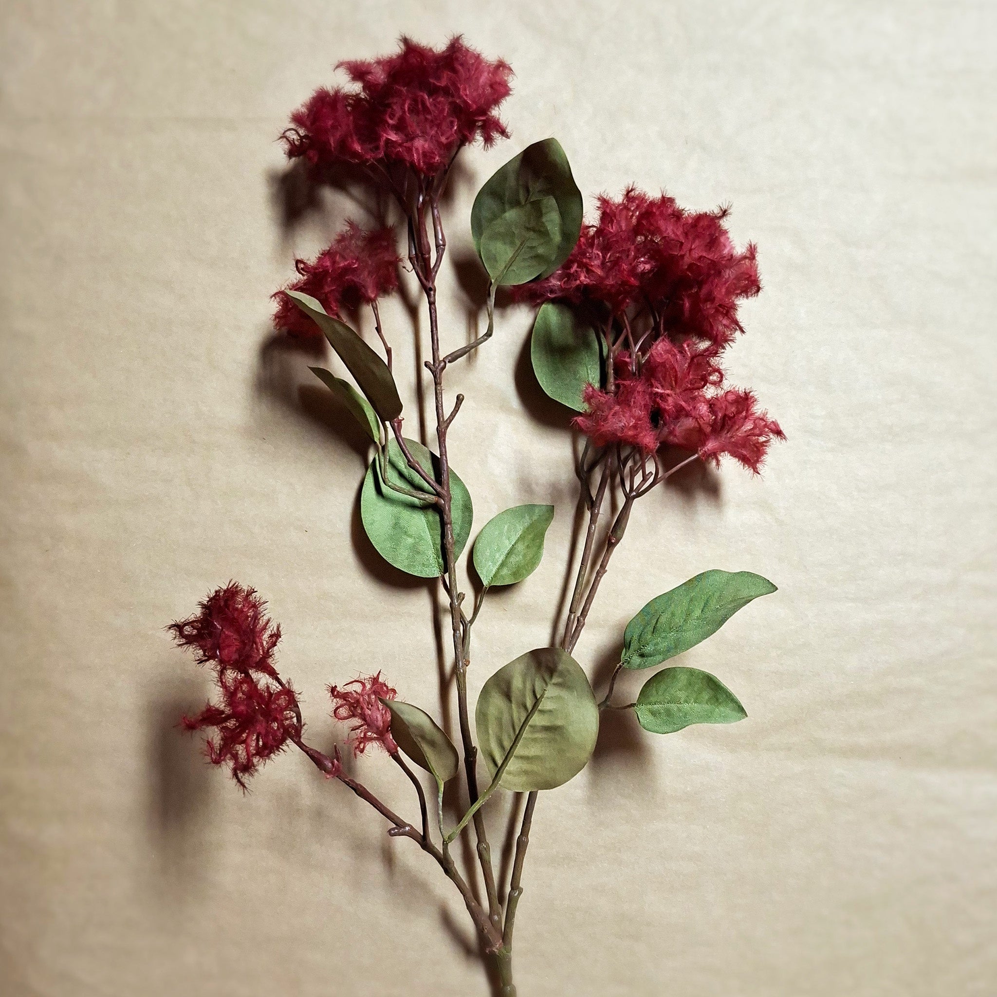 Red Smoke Bush Spray on beige background