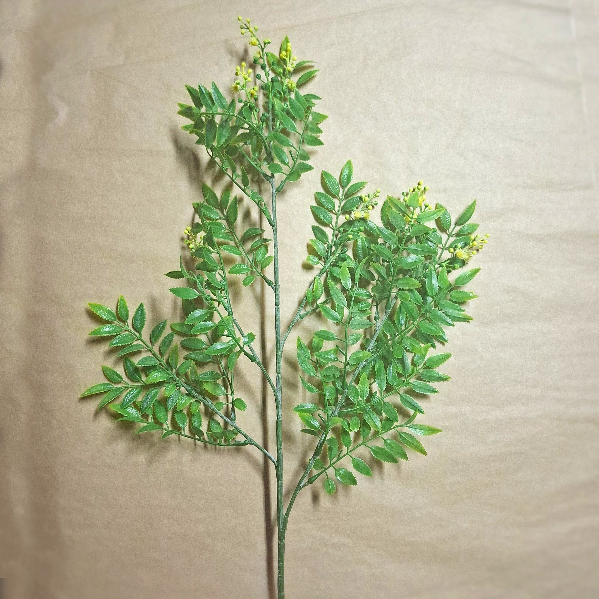 Wattle leaf spray, green and yellow on a beige background