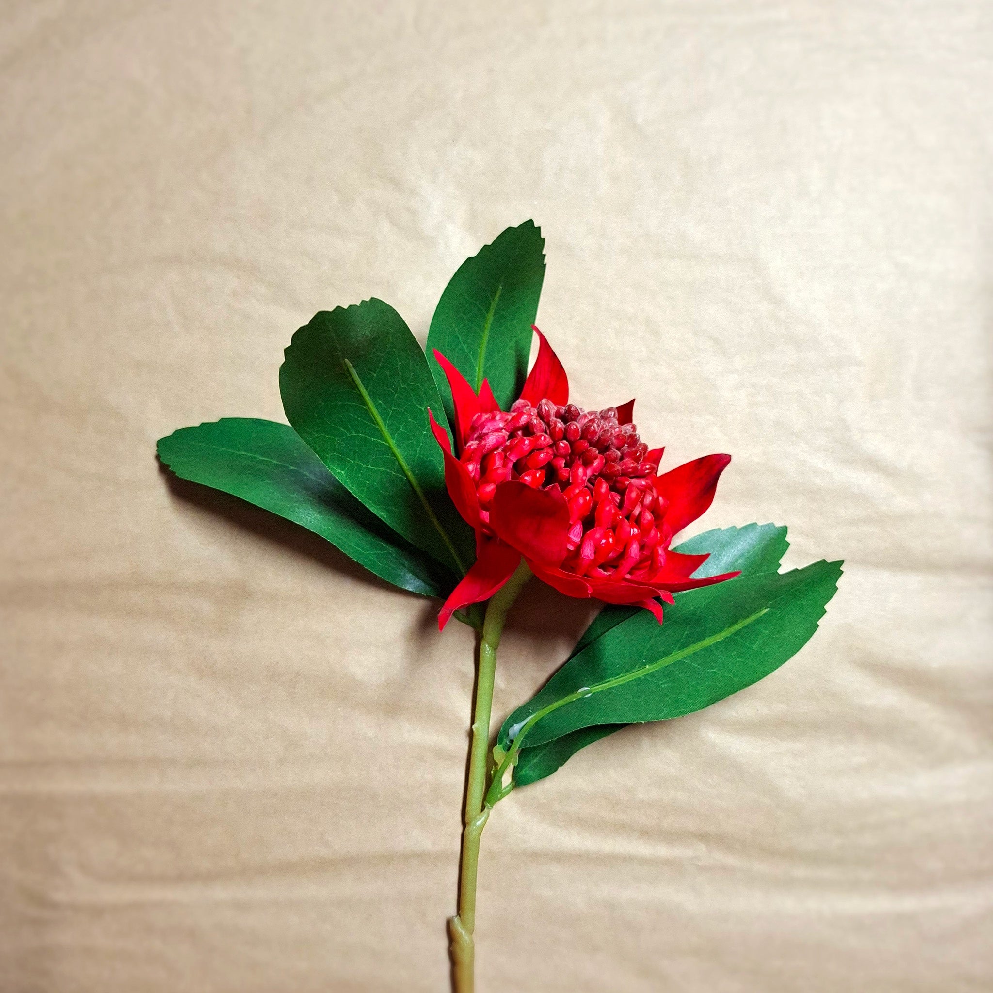 Red waratah flower with green leaves on a beige background