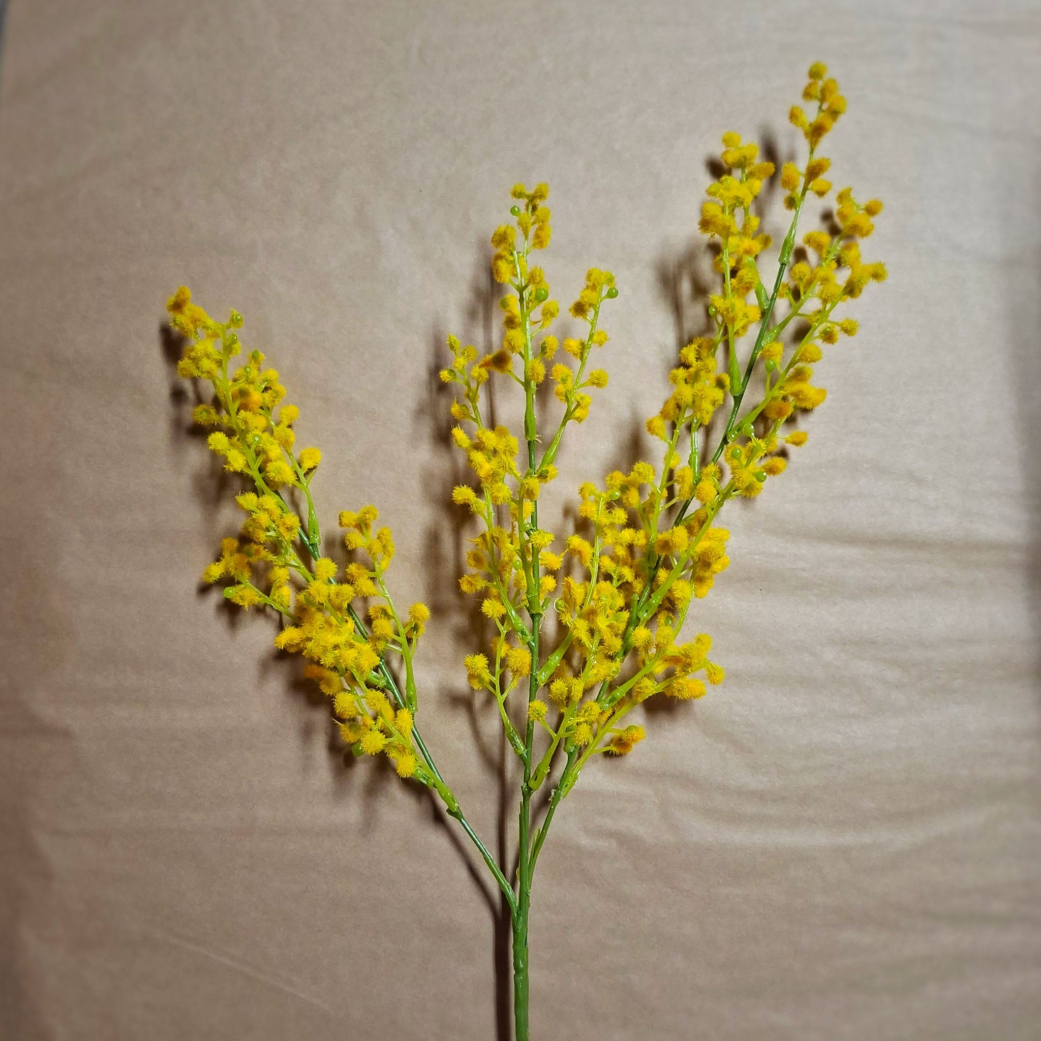 Yellow wattle flower spray on a beige background