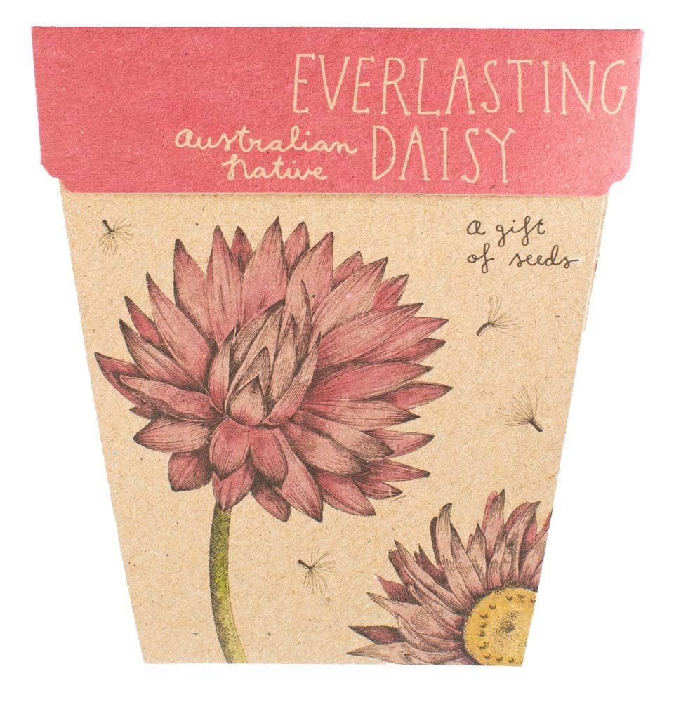 Everlasting Daisy Gift of Seeds (Australia Only)