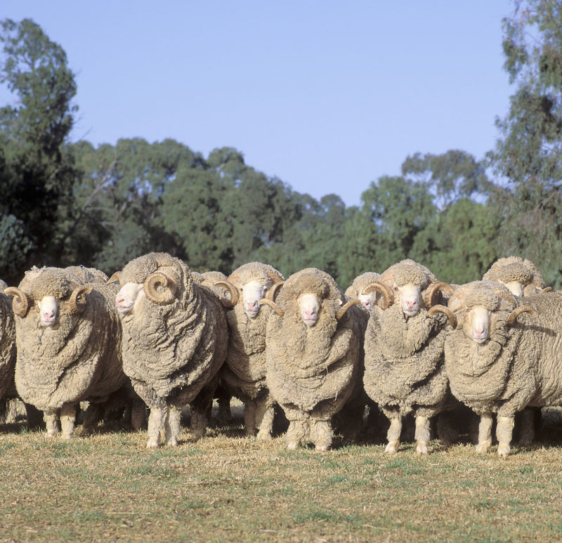 Luxurious Outback Australian Merino Wool Package - The Station Store